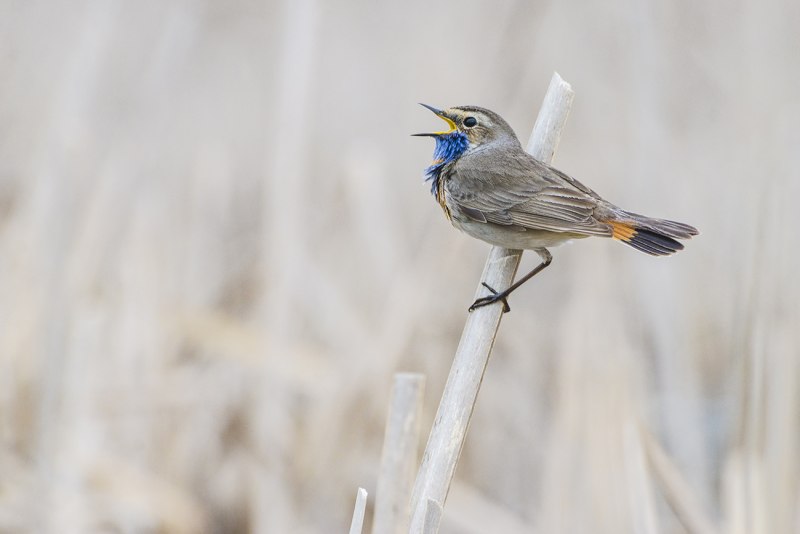 Варакушка (Luscinia svecica)