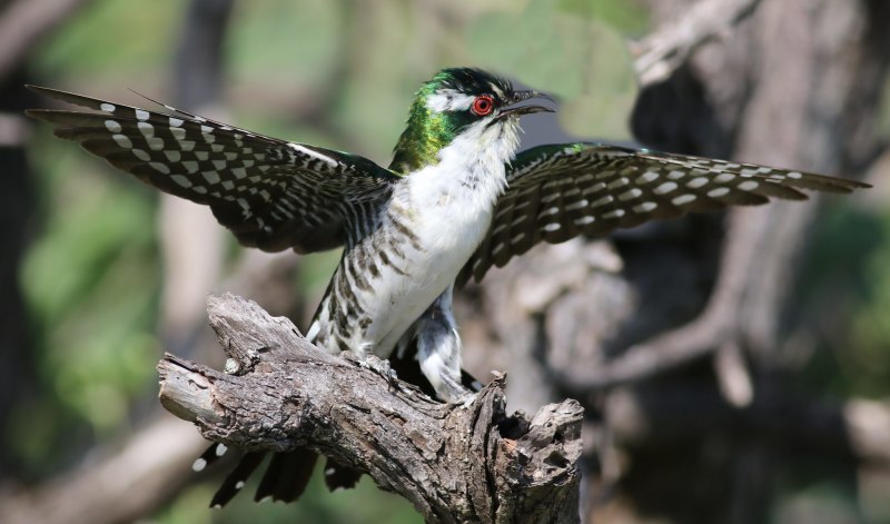 Chrysococcyx maculatus