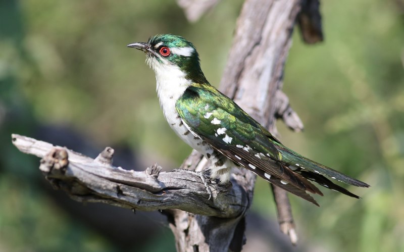 Chrysococcyx maculatus