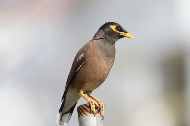 Майна (Acridotheres tristis)