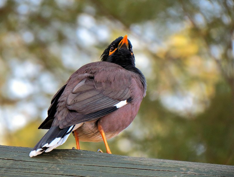 Acridotheres tristis