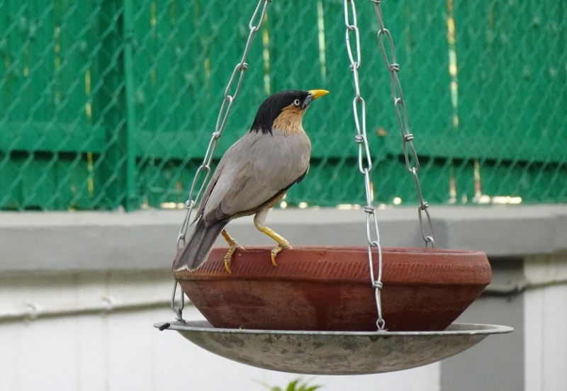 Майна (Acridotheres tristis)