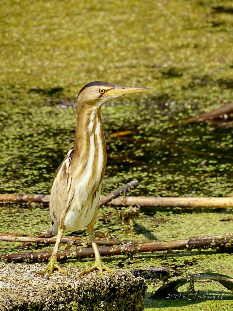 Ixobrychus minutus