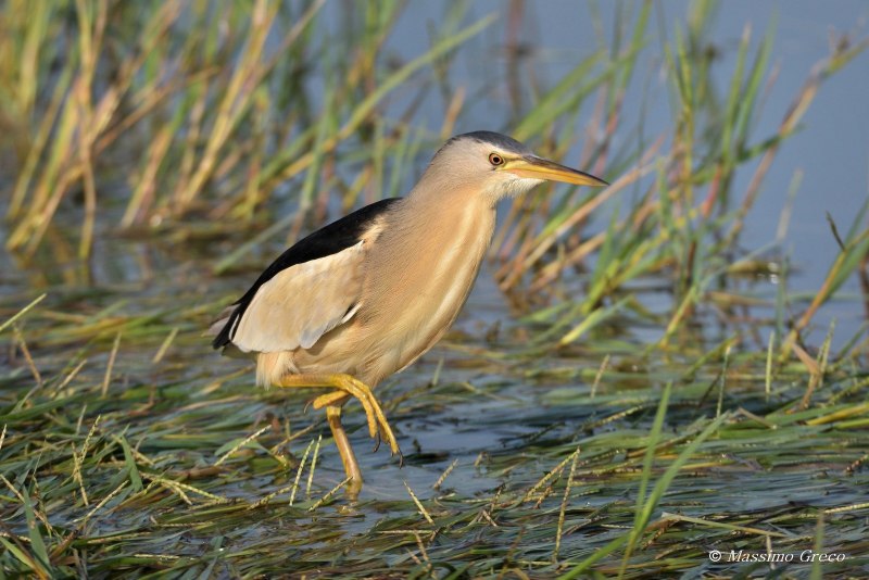 Ixobrychus minutus