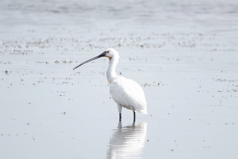 Каравайка (Plegadis falcinellus)