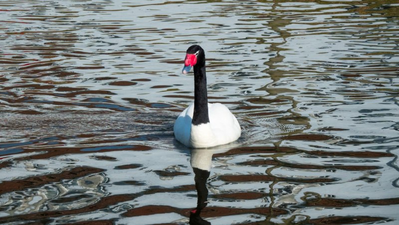Cygnus melancoryphus
