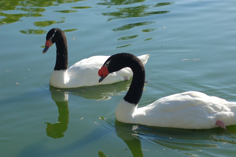 Swan Neck for alambik