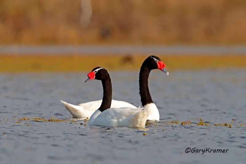 Cygnus melanocoryphus