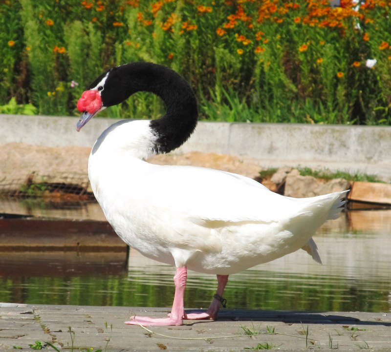 Black Swan Green