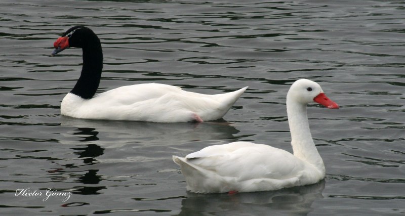 Cygnus melancoryphus
