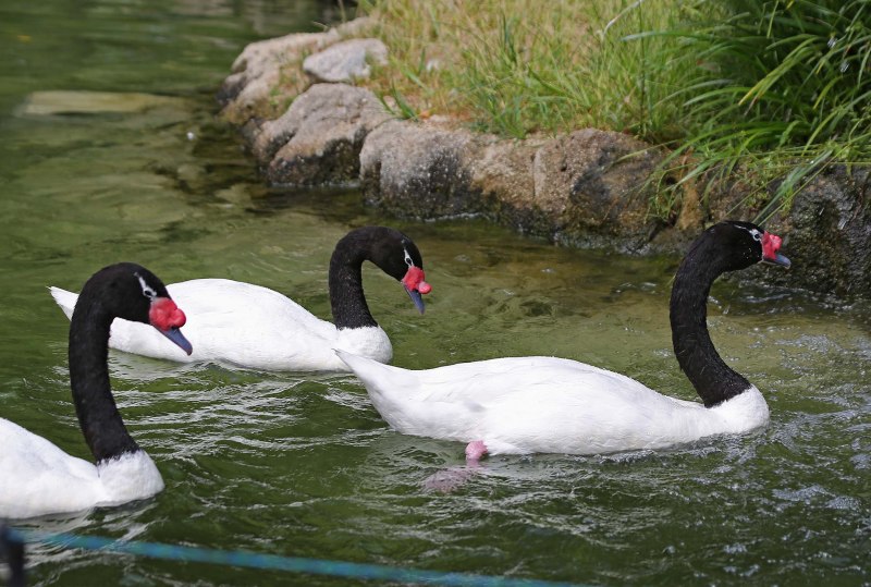Cygnus melancoryphus