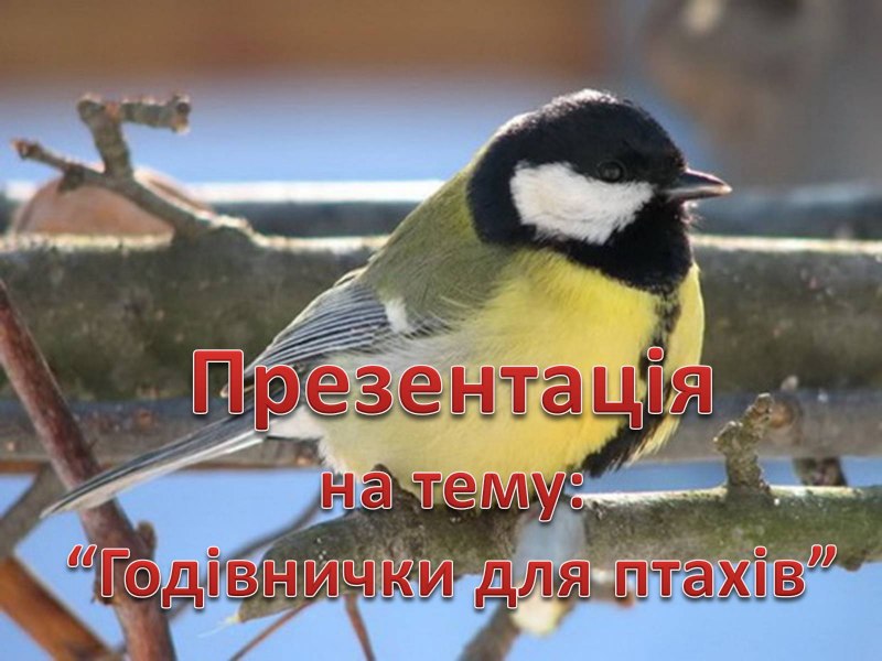 Зимующие птицы большая синица