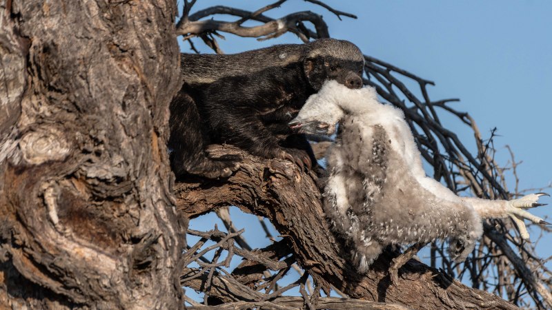 Honey Badger Running