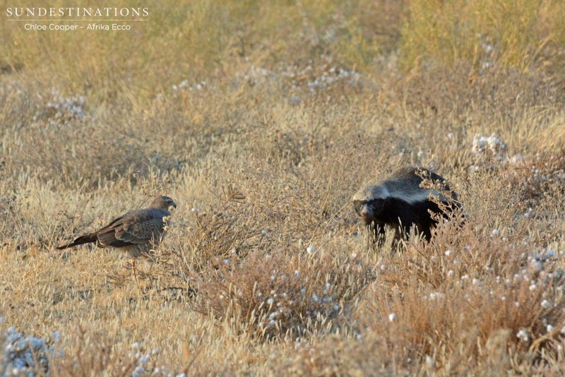 Honey Badger Running