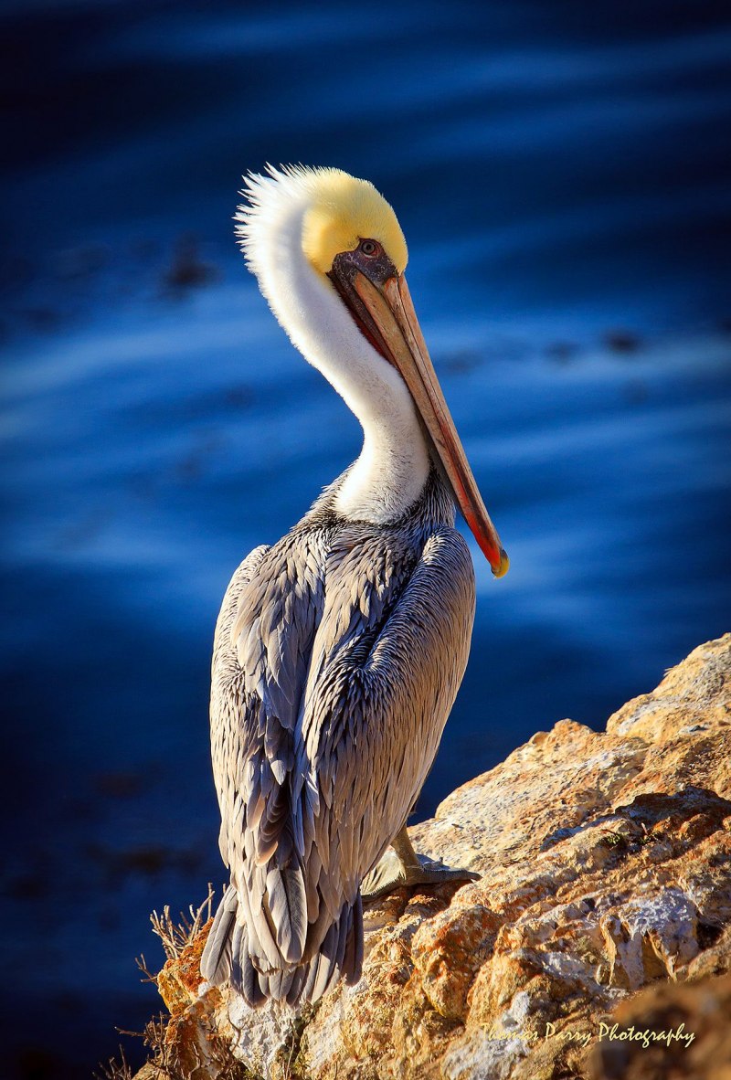 Pelecanus onocrotalus