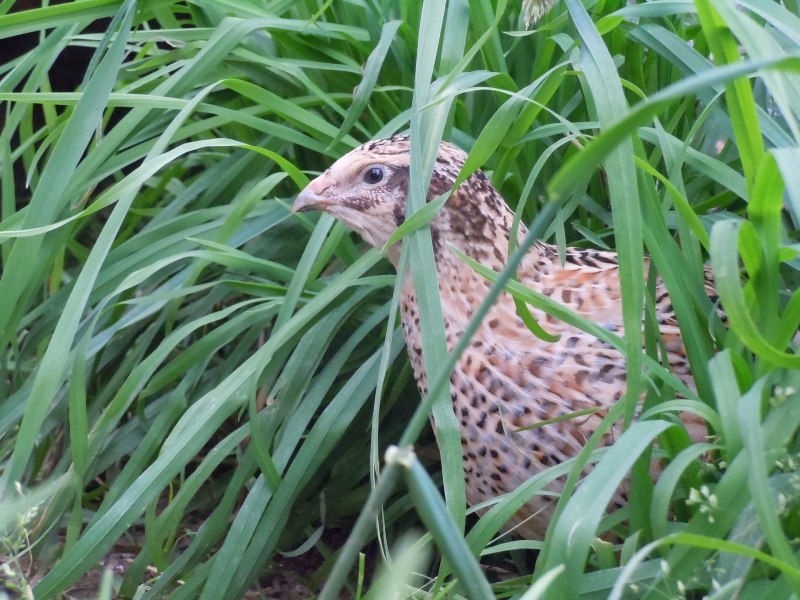 Перепел Coturnix Coturnix