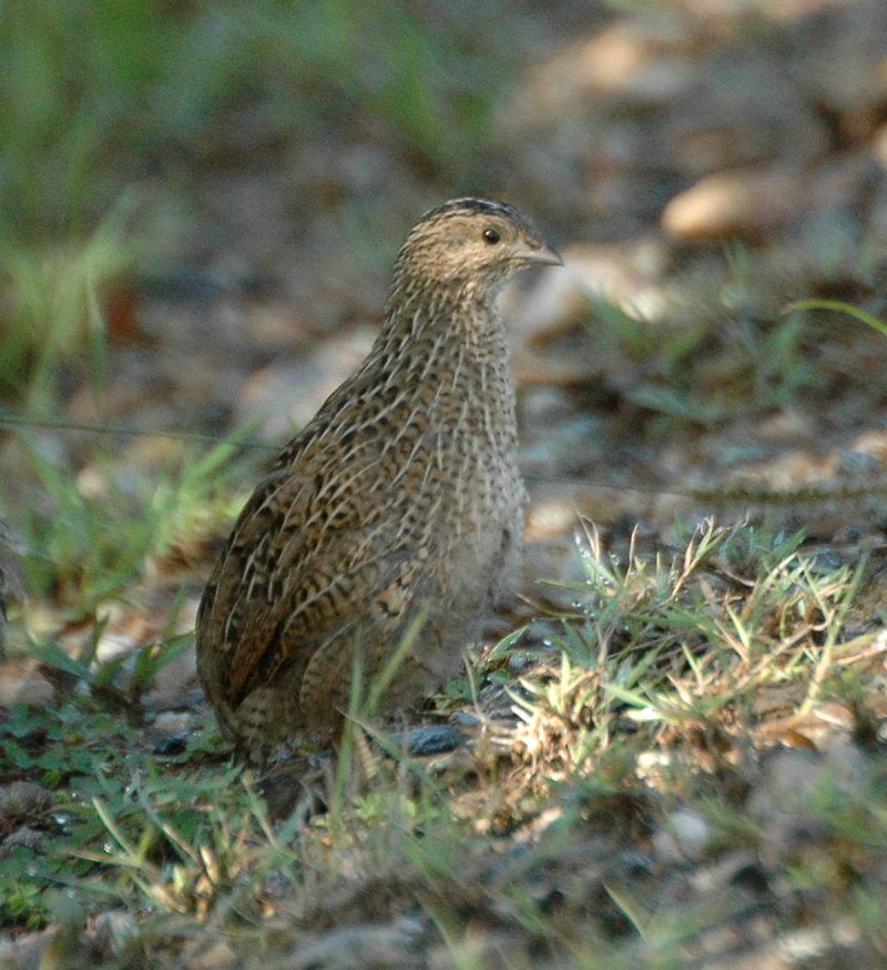 Перепел Coturnix Coturnix