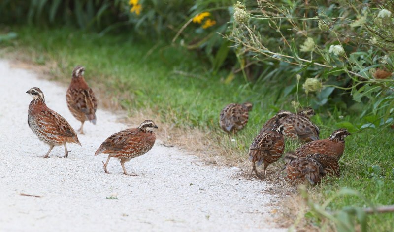 Перепел Coturnix Coturnix