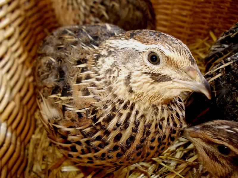 Перепел обыкновенный Coturnix Coturnix