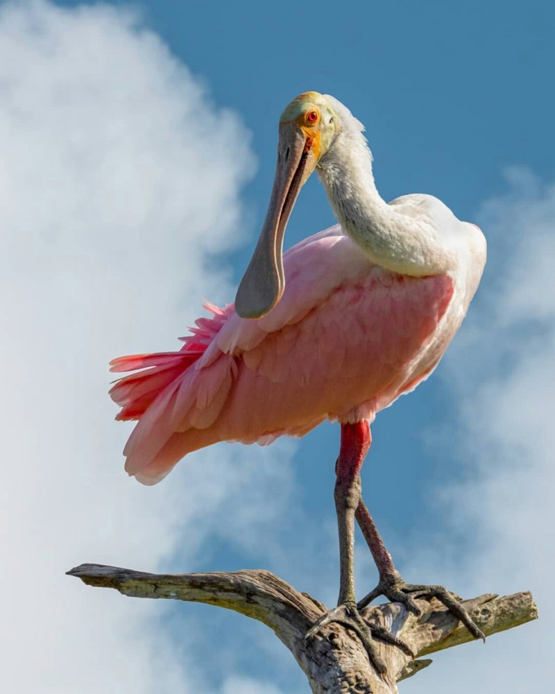 Roseate Spoonbill птица