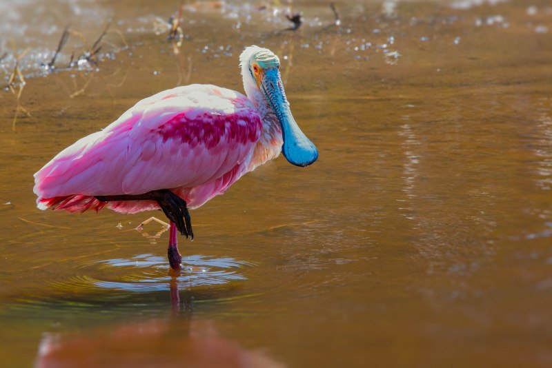 Roseate Spoonbill птица