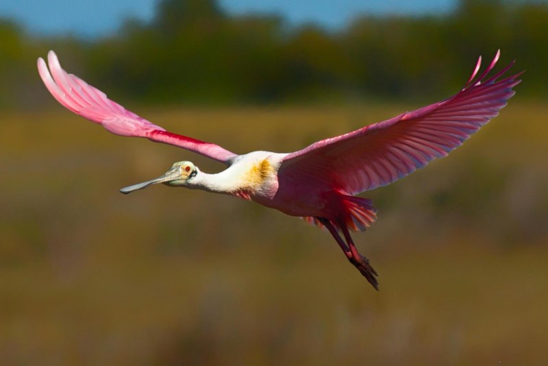 Розовая колпица Roseate Spoonbill