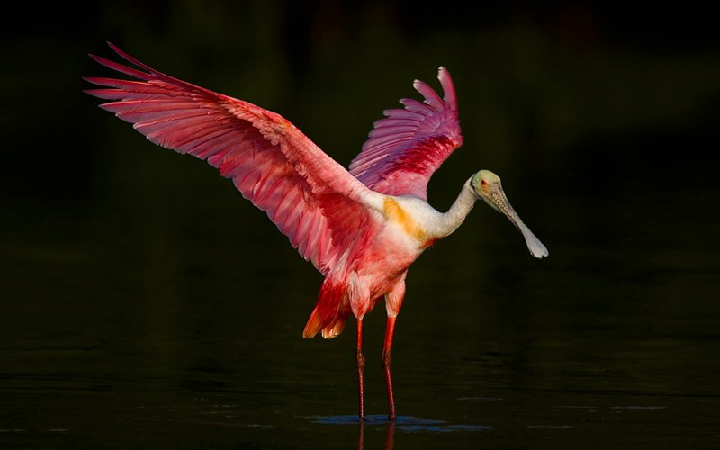 Roseate Spoonbill