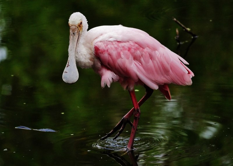 Розовая колпица Roseate Spoonbill