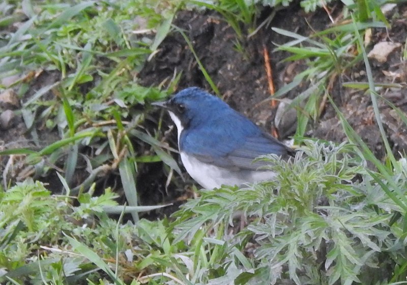 Соловей синий (Luscinia cyane).