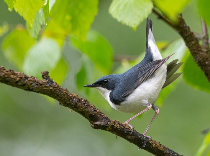Соловей синий (Luscinia cyane).