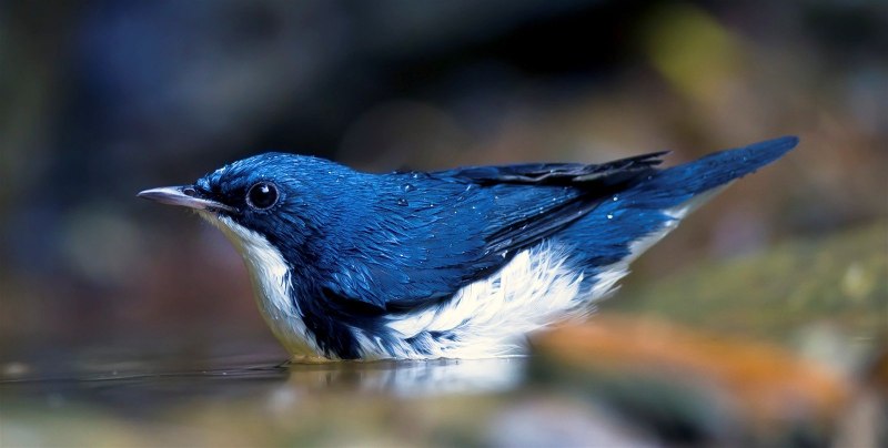 Синий соловей птица (35 фото)