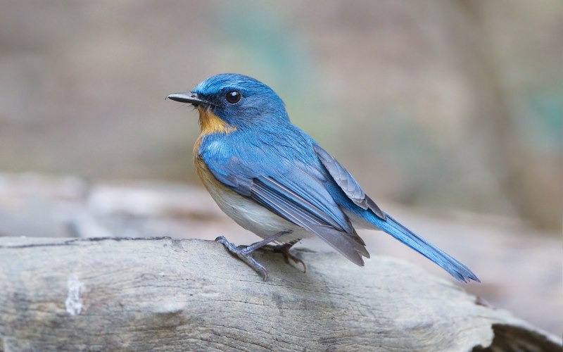 Соловей синий (Luscinia cyane).