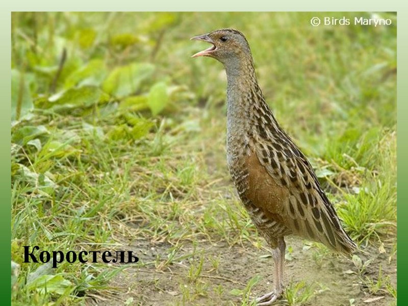 Луговой чекан птенец