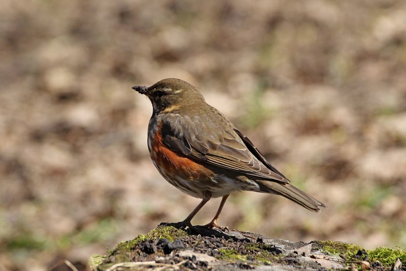 Zonotrichia leucophrys
