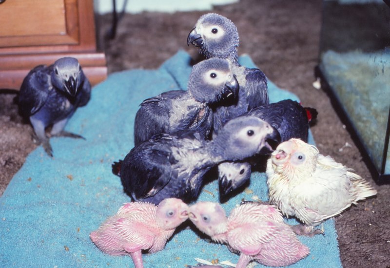 African Grey Breeder Stourbridge