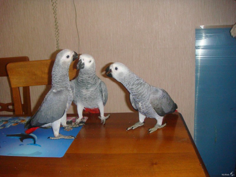 Жако зеленый