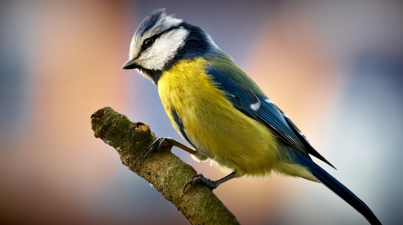 Titmouse синица