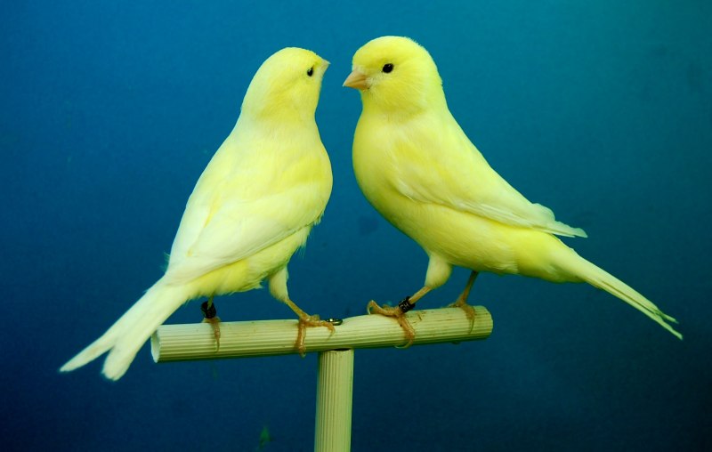 American Goldfinch птица