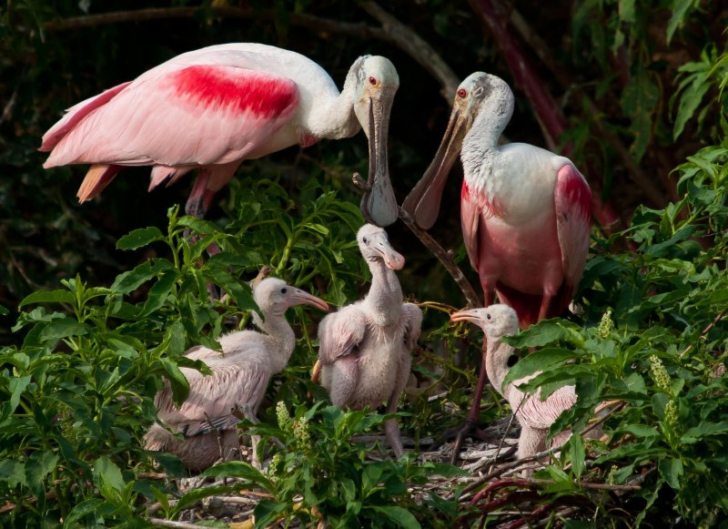 Roseate Spoonbill