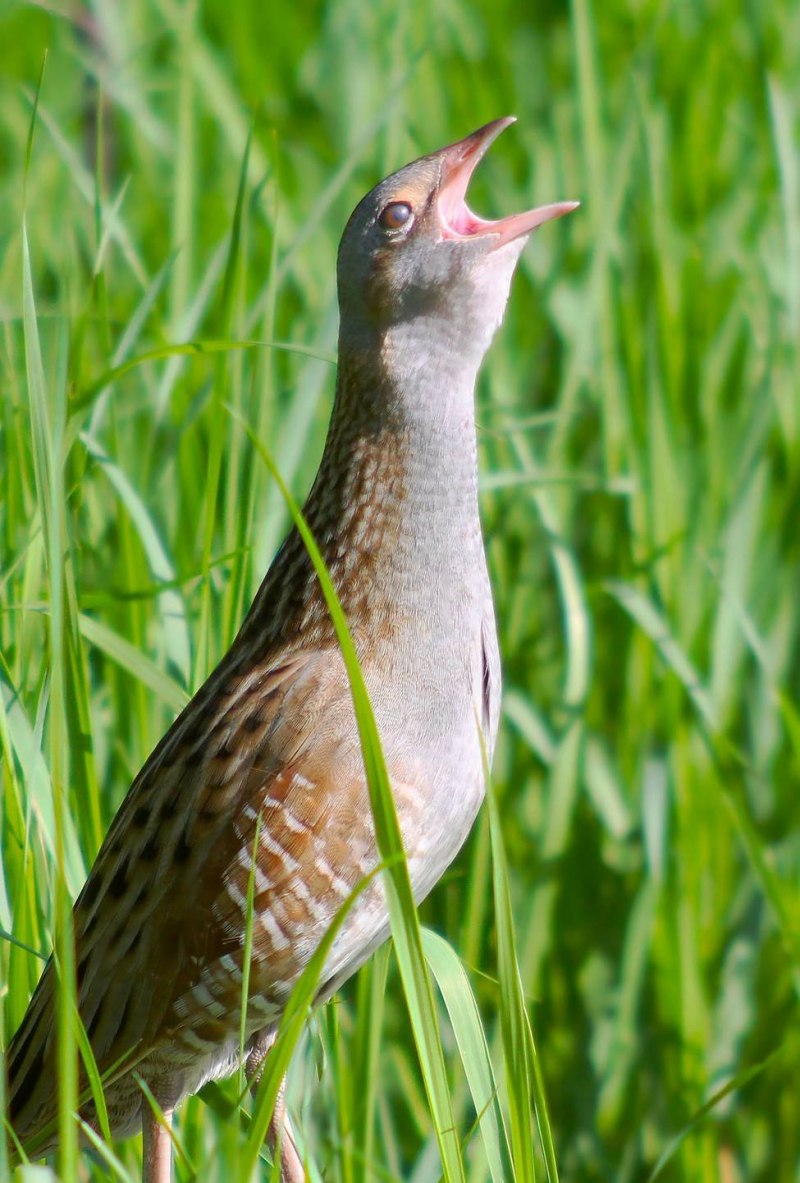 Коростель (Crex Crex)