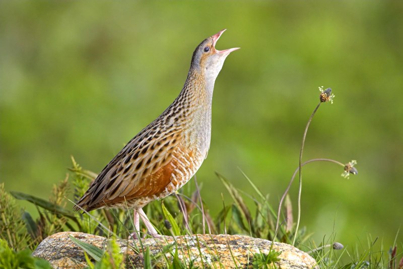 Коростель, или Дергач (Crex Crex)