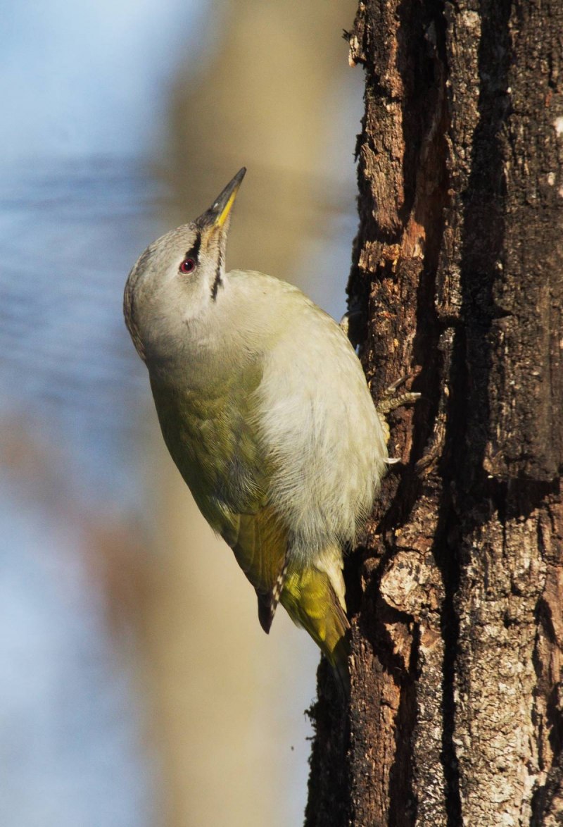 Picus canus