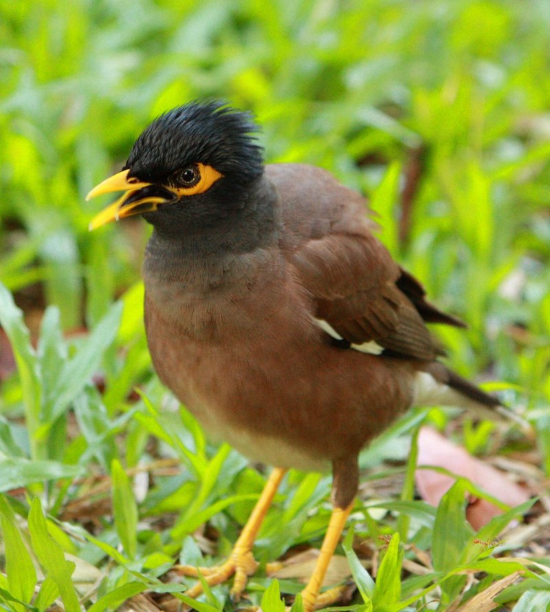 Майна обыкновенная (common Myna).