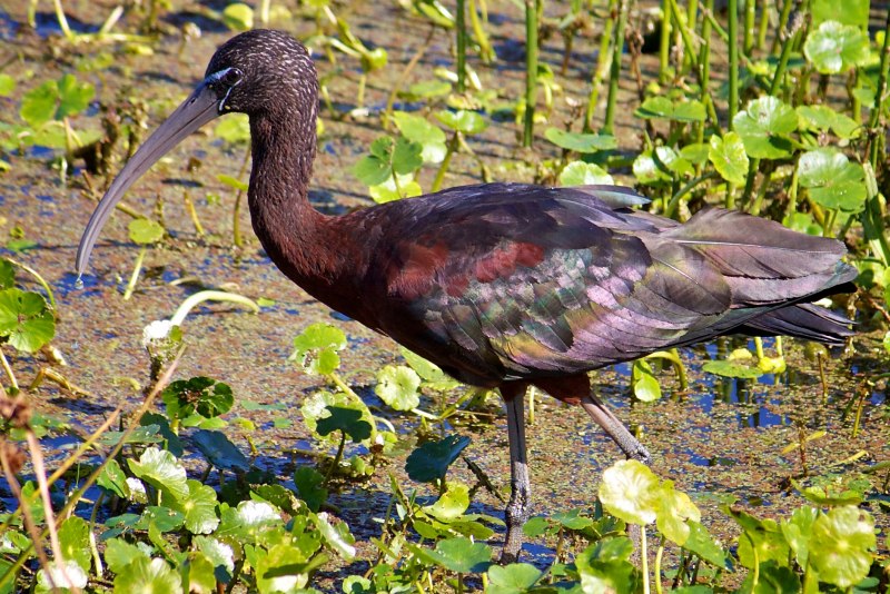 Каравайка (Plegadis falcinellus)