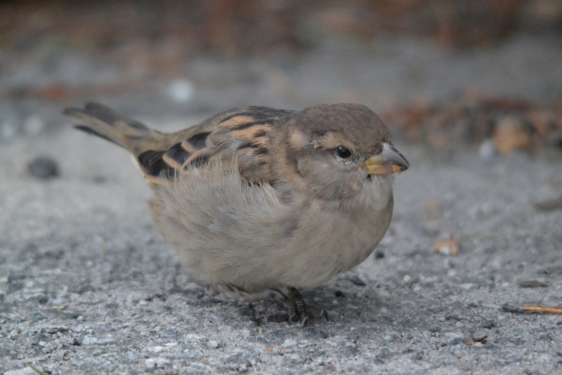 Fringilla COELEBS птенец
