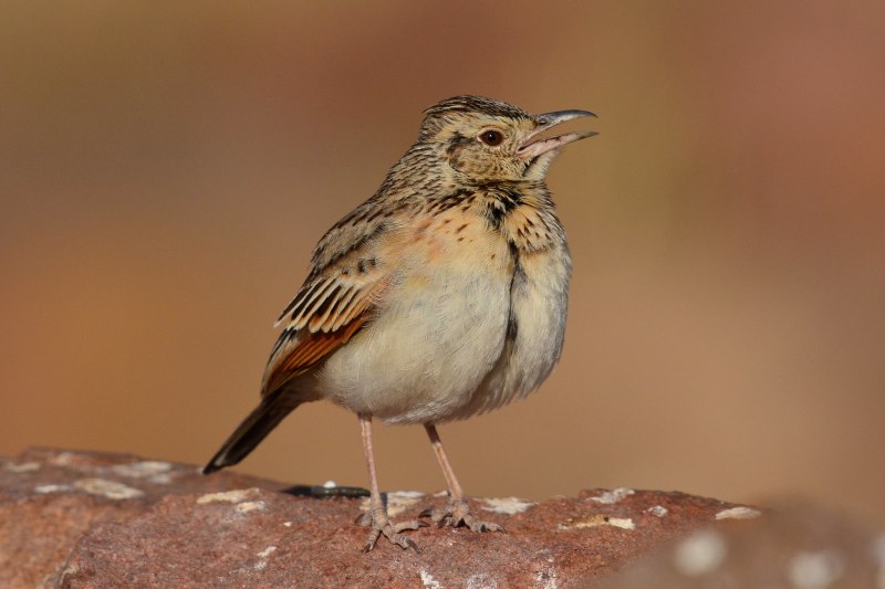Зяблик (fringilla COELEBS)