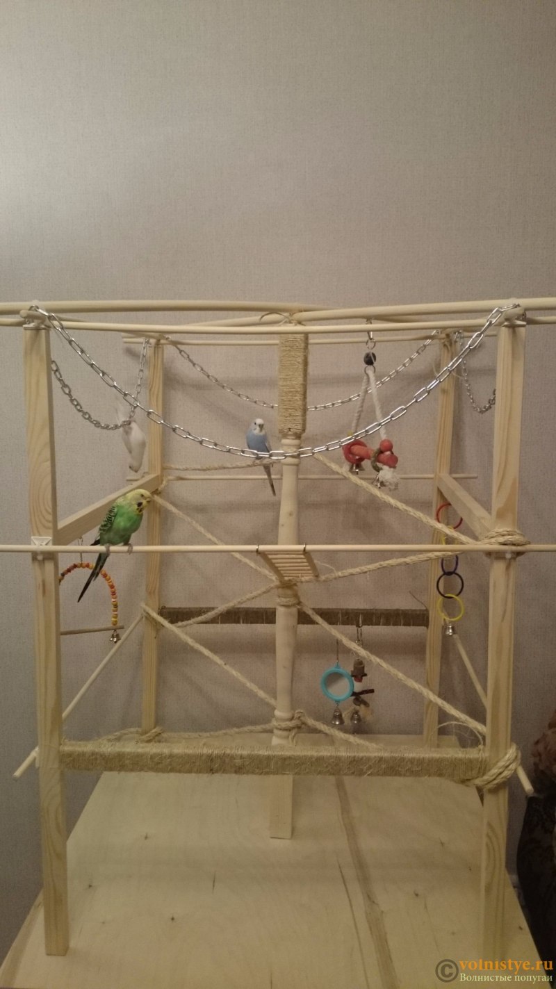 Корелус 50 см