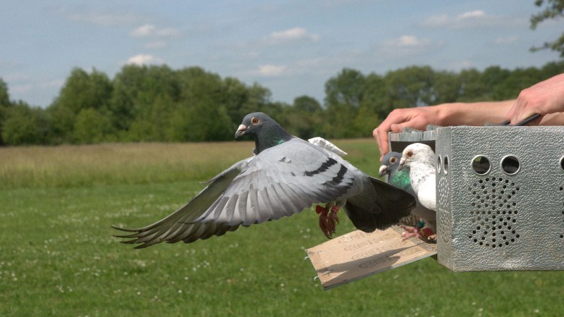 Carrier Pigeon