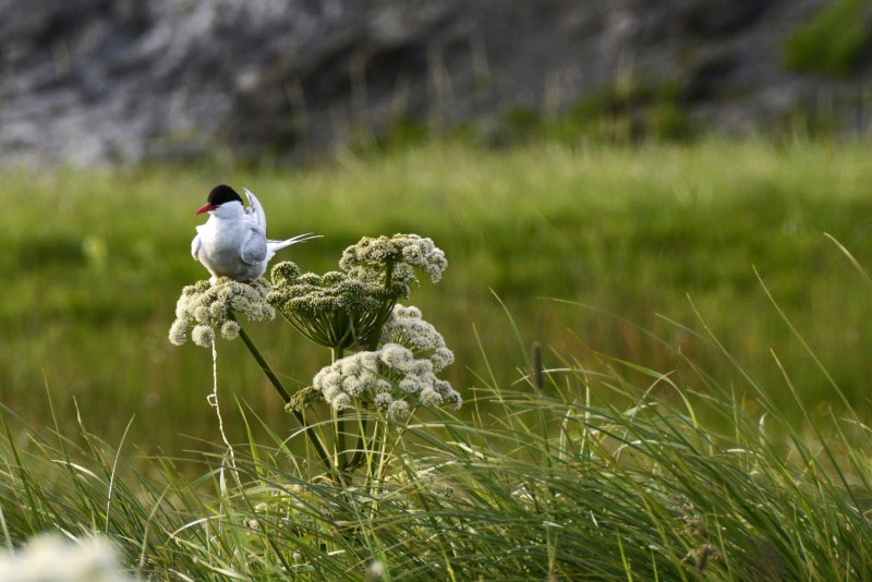 Зяблик болотный Palus Finch