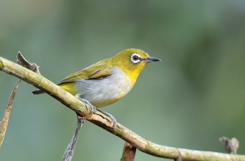 Zosterops japonica